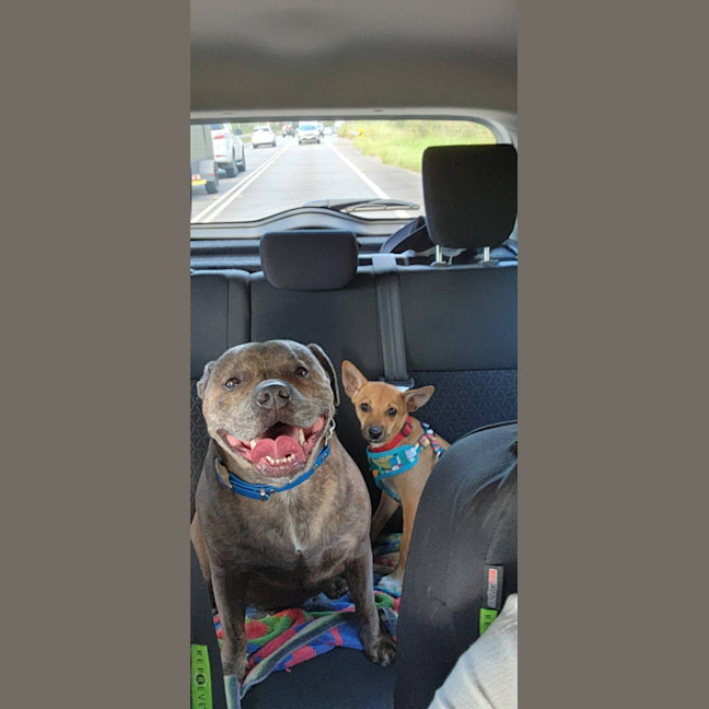 Photo of Micky   4 Month Old Chihuahua X