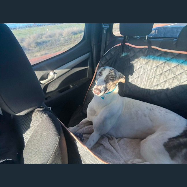 Photo of Karma   Greyhound Boy