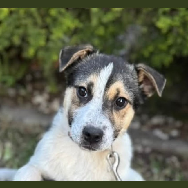 Photo of Flint
