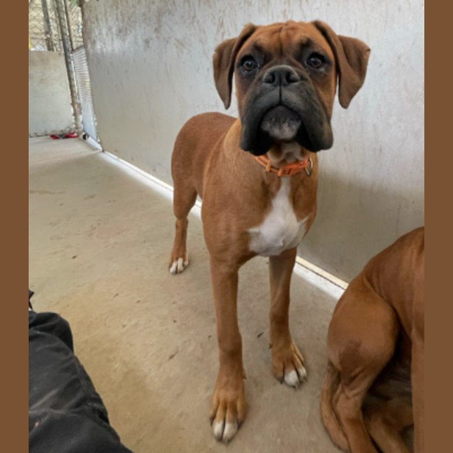 Photo of Boxer Puppies