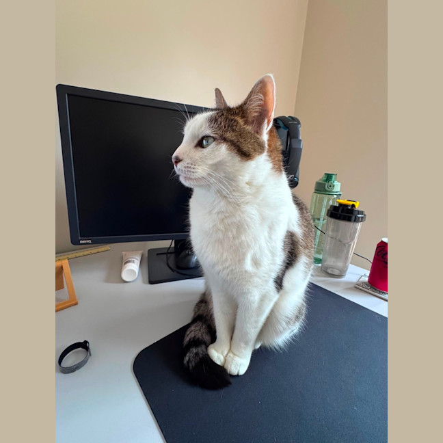 Photo of Clover