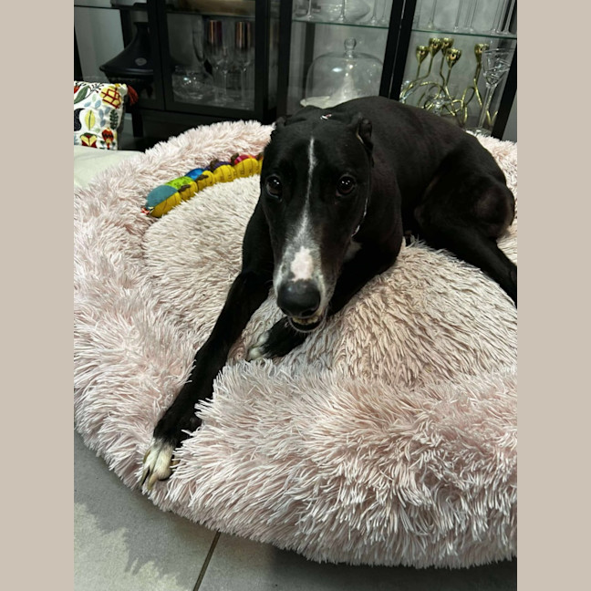 Photo of Candy, The Greyhound