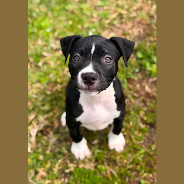 Photo of Willow