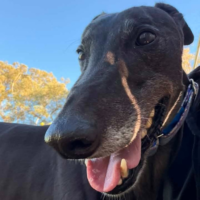Photo of Prince (Prev. Krui) The Greyhound