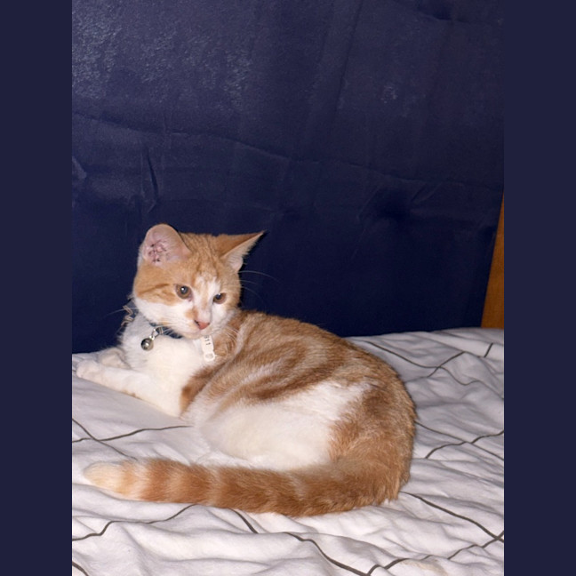 Photo of Rastus