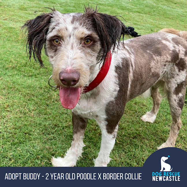 Photo of Buddy   2 Year Old Poodle X Border Collie