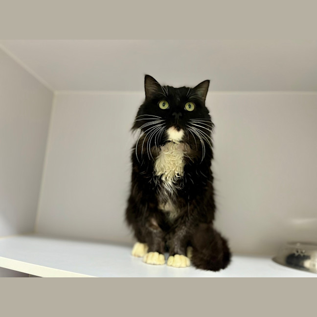 Photo of Comet