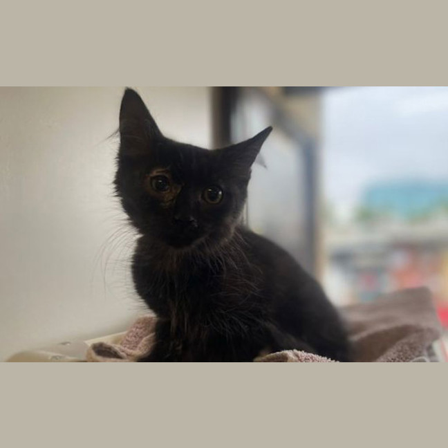 Photo of Purrlock Holmes