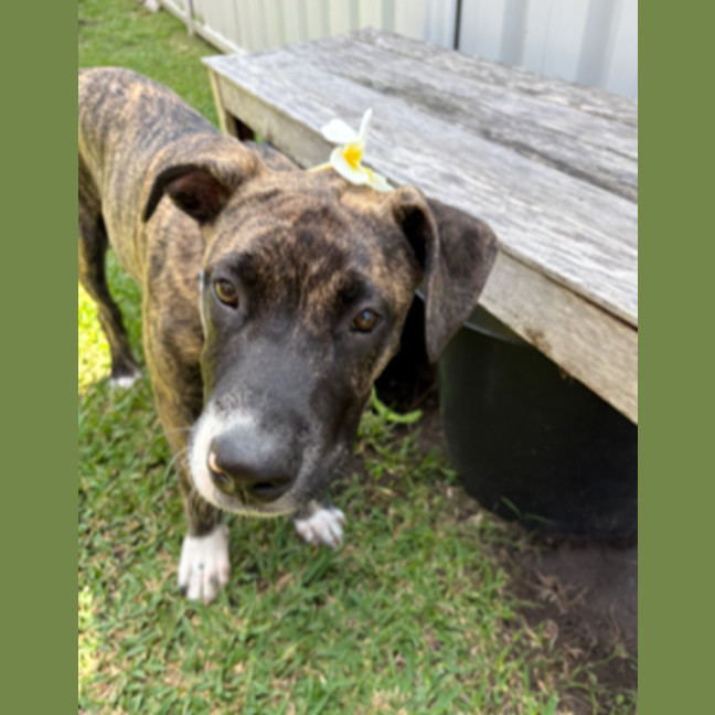 Photo of Lucy   10 Month Old Staffy X