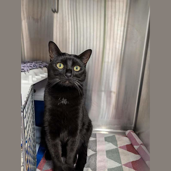 Photo of Salem