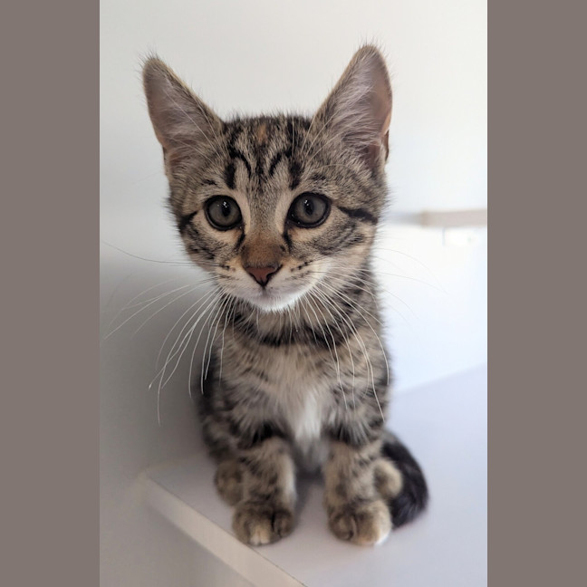 Photo of Misa