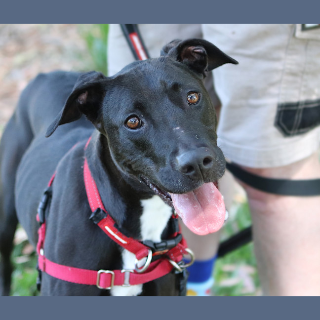 Photo of Juno