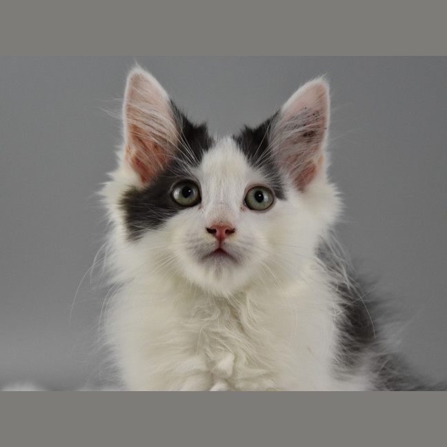Photo of Sebastian