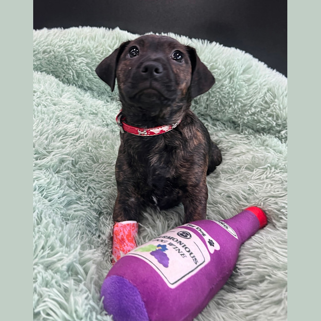 Photo of Mocha