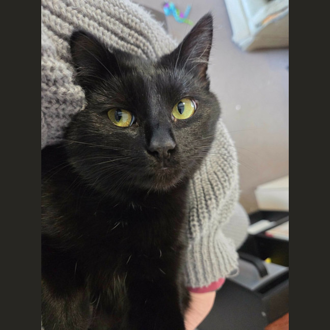 Photo of Apollo