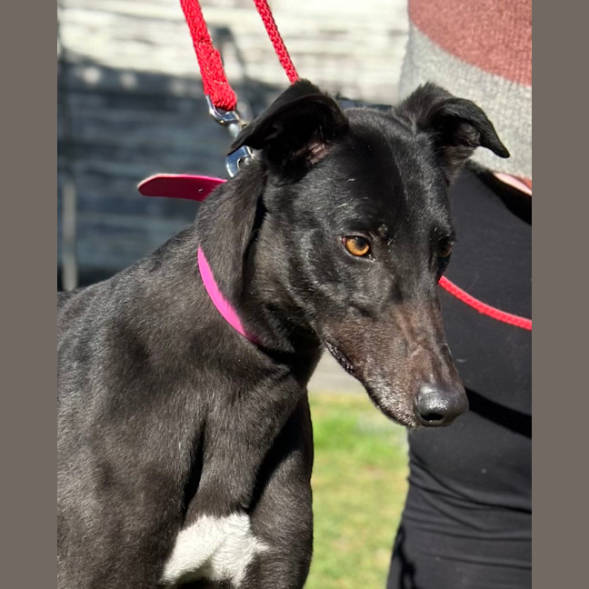 Photo of Betty Clover