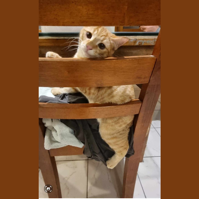 Photo of Thor