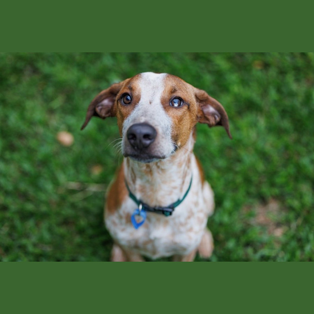 Photo of Rocco