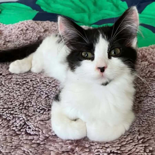 Photo of 14391   Floofinator