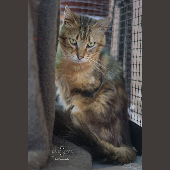 Photo of Ruben **2nd Chance Cat Rescue**