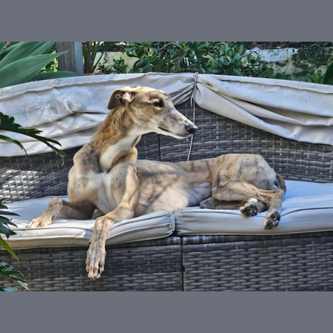 Photo of Franky, The Greyhound