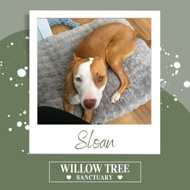 Photo of Sloan