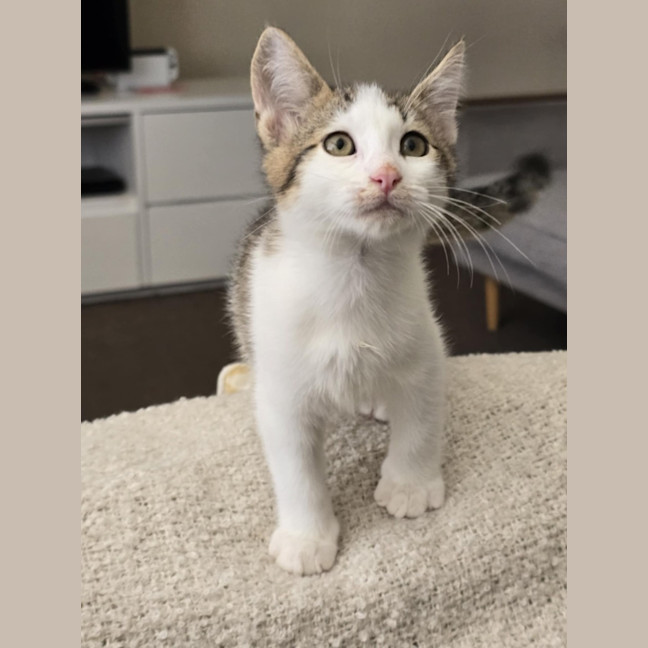 Photo of Harry   9 Week Old Domestic Shorthair