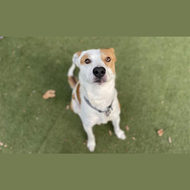 Photo of Cooper