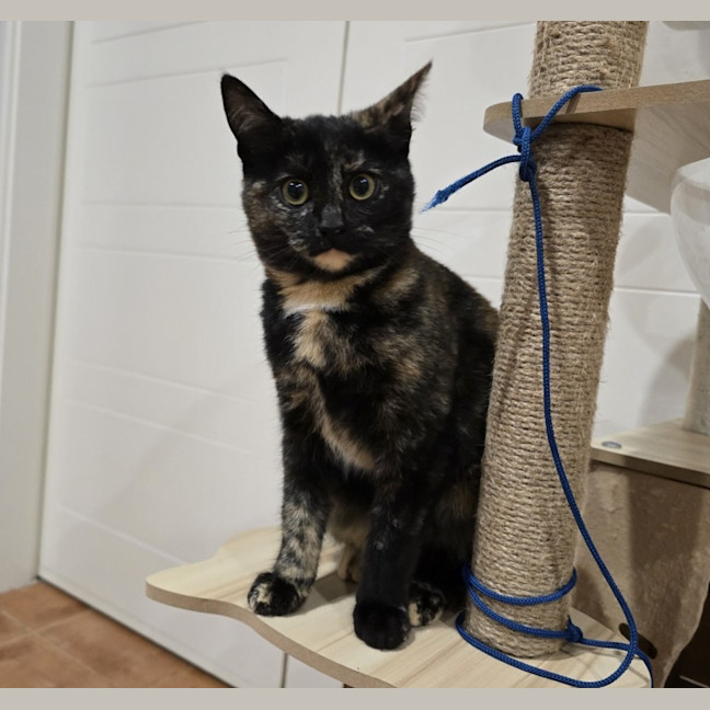 Photo of Ebony