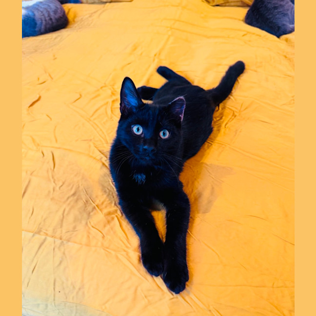 Photo of Pumpernickle Aka Pumpster