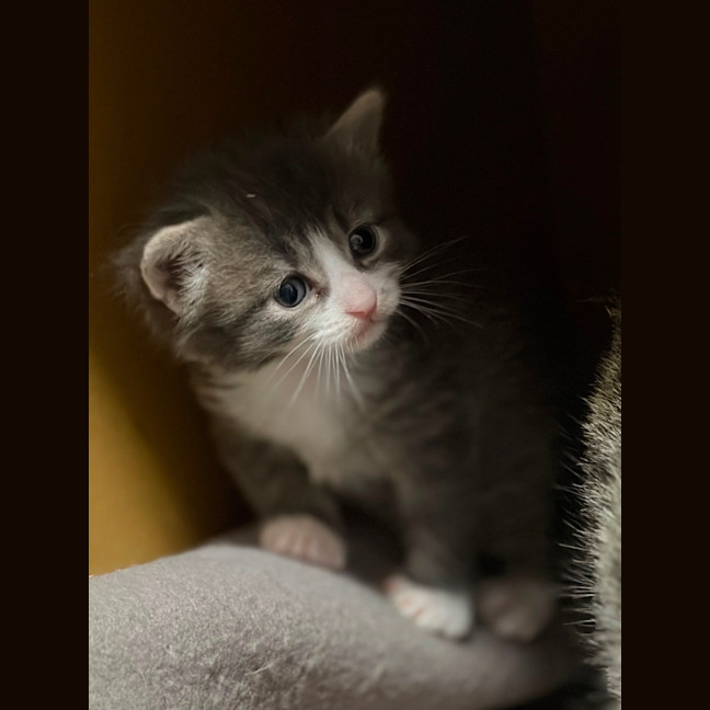 Photo of Bluebell 
