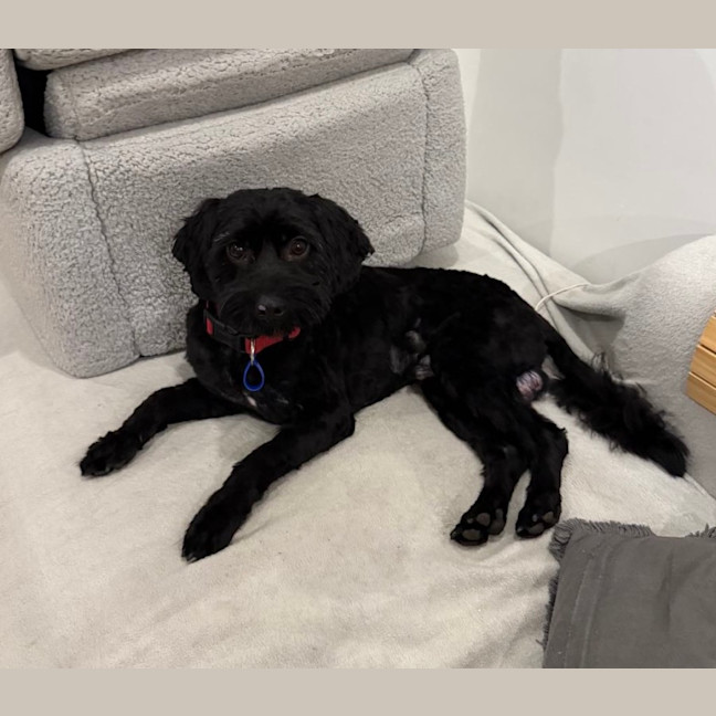 Photo of Koda   1 Year Old Cavoodle