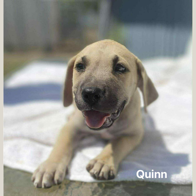 Photo of Quinn