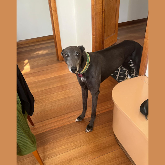 Photo of Lola