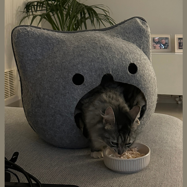 Photo of Nova
