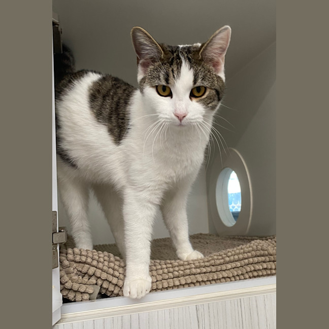 Photo of Lentil