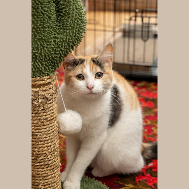 Photo of Ginger Bit