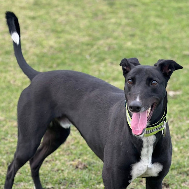 Photo of Jet The Greyhound