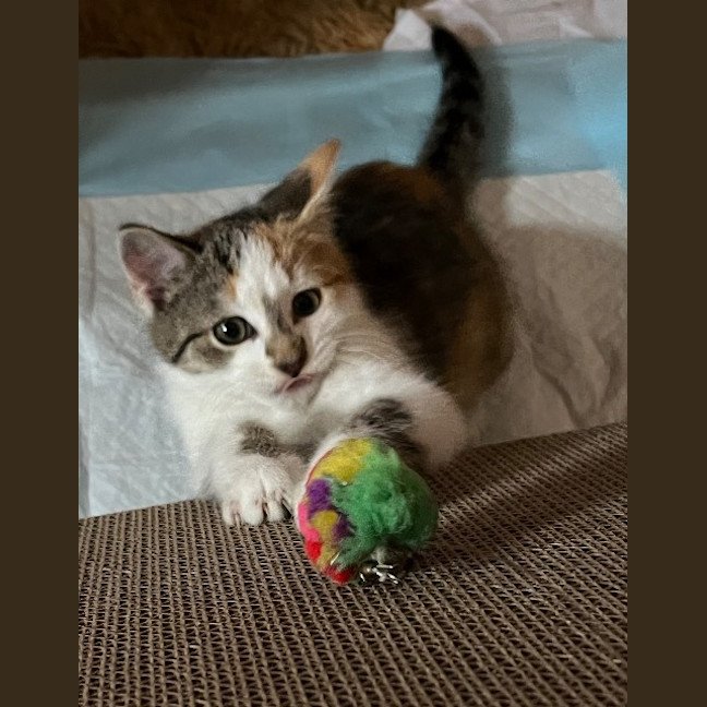 Photo of Gizmo