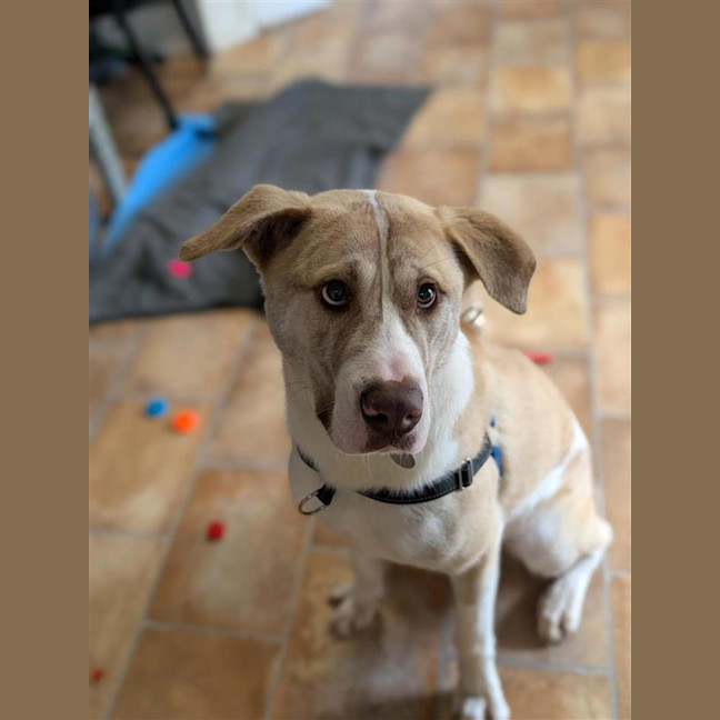 Photo of Ranger