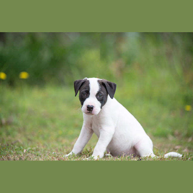 Photo of Loki