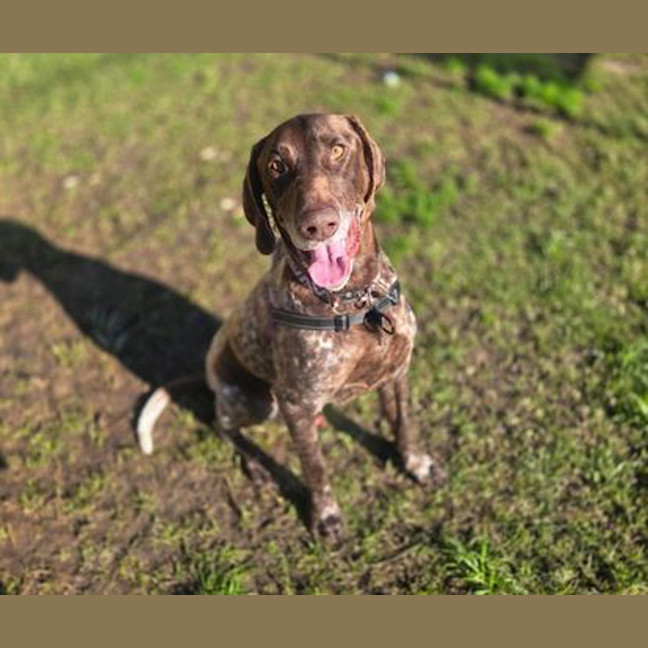 Photo of Hunter