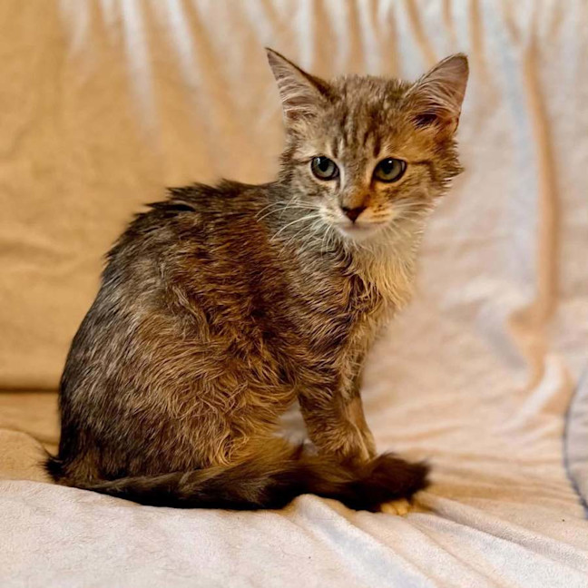Photo of Milo   In Foster Care In Templestowe