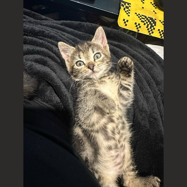 Photo of Toby (Was Starburst)