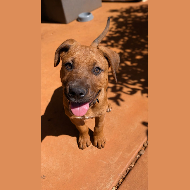Photo of Ranger