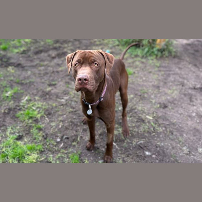 Photo of Chocy