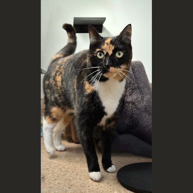 Photo of Pip
