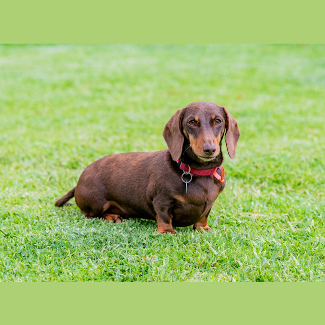 Photo of Bessie