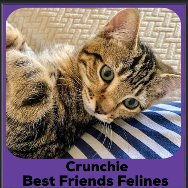 Photo of Crunchie
