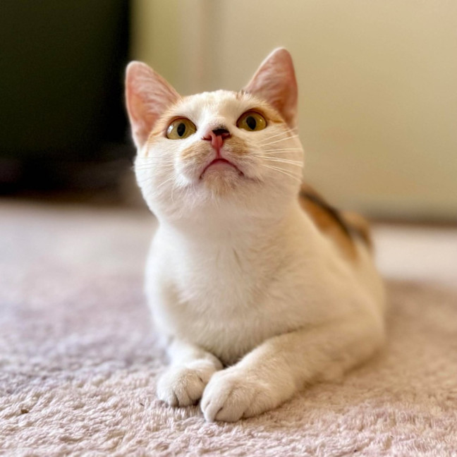 Photo of Cali   In Foster Care In Croydon